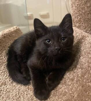 Domestic Short Hair Cats Available for Adoption in Greenville, Delaware - Adam (FCID# 05/11/2026 - 66 Christiana PS) C | PetCurious