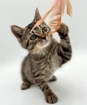 Burger King -  Domestic Short Hair Cat for Adoption in Bowling Green, Kentucky - Burger King | PetCurious
