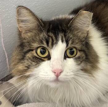 REIN -  Domestic Long Hair Cat for Adoption in Dedham, Massachusetts - REIN | PetCurious