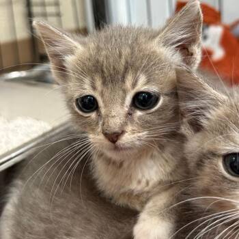 Cayenne -  Domestic Short Hair Cat for Adoption in Jacksboro, Tennessee - Cayenne | PetCurious