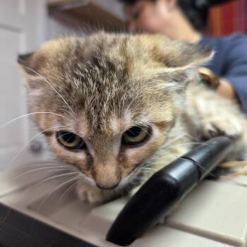 Softtail -  Domestic Short Hair Cat for Adoption in Leander, Texas - Softtail | PetCurious