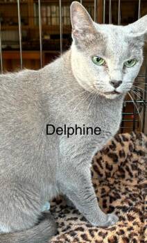 Delphine -  Russian Blue Cat for Adoption in Trenton, New Jersey - Delphine | PetCurious
