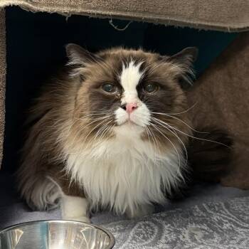 Domestic Long Hair Cats Available for Adoption in Las Vegas, Nevada - AUGUSTUS | PetCurious