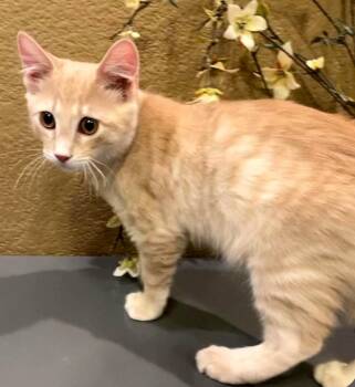 Ash -  Domestic Short Hair Cat for Adoption in Phoenix, Arizona - Ash | PetCurious