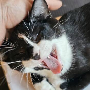 Croissant -  Domestic Short Hair Cat for Adoption in Houston, Texas - Croissant | PetCurious