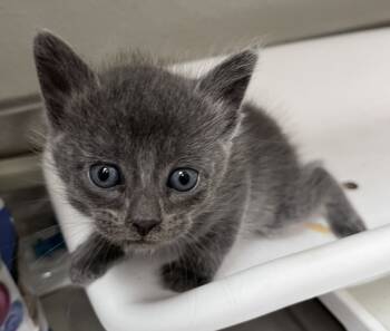 Rescue Domestic Short Hair Cats for Adoption in Tracy, California - EEVEE | PetCurious