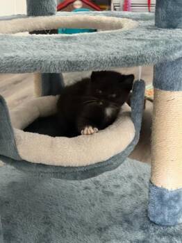 Domestic Short Hair Cats Available for Adoption in Roseville, California - Johnny | PetCurious