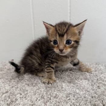 Lucy Tina -  Domestic Short Hair Cat for Adoption in North Canton, Ohio - Lucy Tina | PetCurious