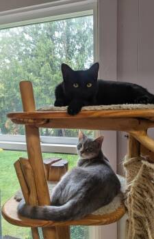 Rescue Domestic Short Hair Cats for Adoption in Shelton, Washington - Quinn | PetCurious