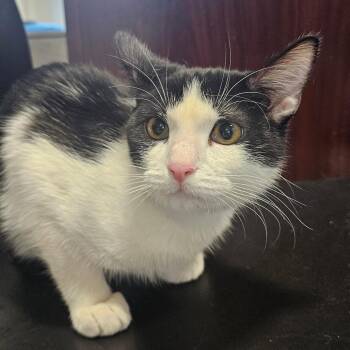 Domestic Short Hair Cats Available for Adoption - Johnny | PetCurious
