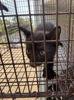 A661100 -  Domestic Short Hair Cat for Adoption in Houston, Texas - A661100 | PetCurious