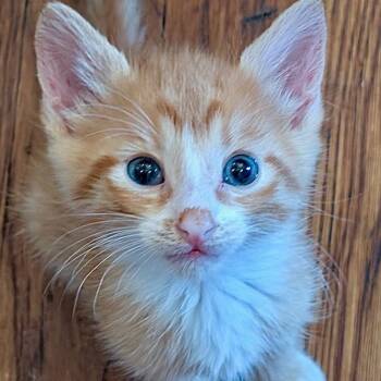 A1048153 Pippy -  Domestic Short Hair Cat for Adoption in Pleasant Hill, California - A1048153 Pippy | PetCurious