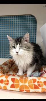 Liebling -  Tabby Cat for Adoption in Las Vegas, Nevada - Liebling | PetCurious