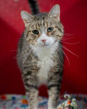 (Kevin) -  Domestic Short Hair Cat for Adoption in Pequot Lakes, Minnesota - (Kevin) | PetCurious