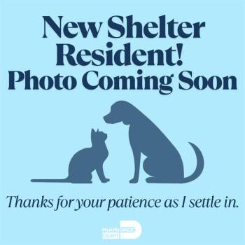 Rescue Domestic Short Hair Cats for Adoption in Doral, Florida - ZOOMIE | PetCurious