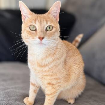 Lady Marmalade -  Domestic Short Hair Cat for Adoption in Chandler, Arizona - Lady Marmalade | PetCurious