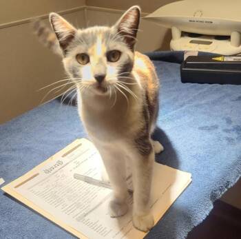 Camille -  Domestic Short Hair Cat for Adoption in Oakland, California - Camille | PetCurious
