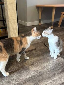 Calico Cats Available for Adoption - Opal | PetCurious