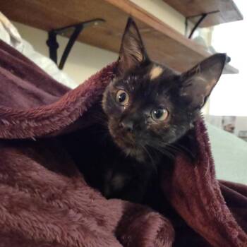 Princess Dot -  Domestic Short Hair Cat Available for Adoption in Tallahassee, Florida - Princess Dot | PetCurious