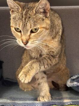 Rusty -  Domestic Short Hair and Tiger Cat for Adoption in Batavia, New York - Rusty | PetCurious