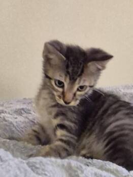 Domestic Short Hair Cats Available for Adoption in Wheaton, Illinois - Splat | PetCurious