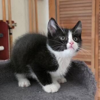 American Shorthair Cats Available for Adoption - Scooby | PetCurious
