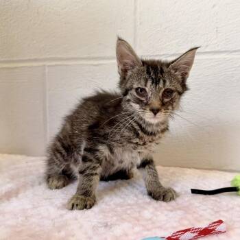 Domestic Short Hair Cats Available for Adoption in Evensville, Tennessee - Trey | PetCurious