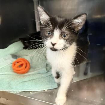 Chrissy -  Domestic Short Hair Cat for Adoption in Palm Springs, California - Chrissy | PetCurious
