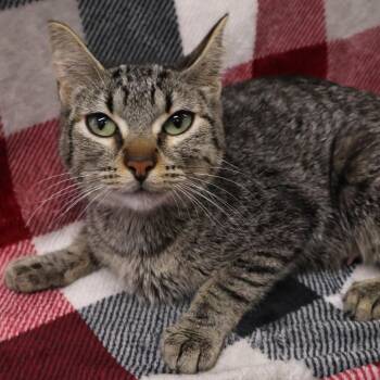 Domestic Short Hair Cats Available for Adoption in Chaska, Minnesota - Laurie | PetCurious