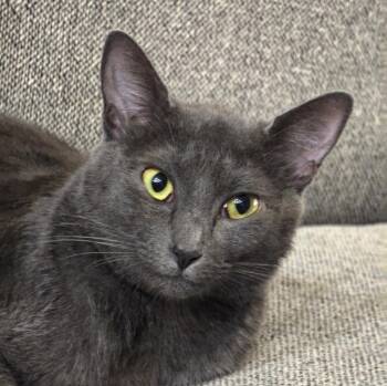 Pearl -  Domestic Short Hair Cat Available for Adoption in St. Cloud, Florida - Pearl | PetCurious
