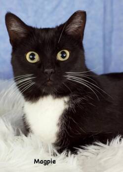 Domestic Short Hair Cats Available for Adoption - Magpie | PetCurious