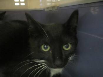 Domestic Short Hair Cats Available for Adoption in Ocala, Florida - ALEXANDER | PetCurious