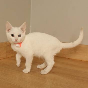 Coborns C70728 -  Domestic Short Hair Cat for Adoption in Minnetonka, Minnesota - Coborns C70728 | PetCurious