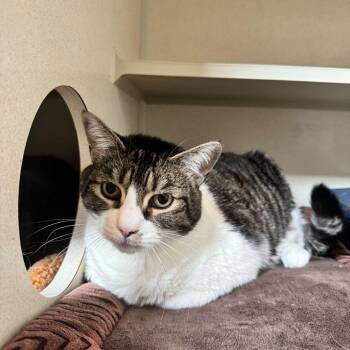 Valentine -  Domestic Short Hair and Mixed Breed Cat Available for Adoption in Louisville, Kentucky - Valentine | PetCurious