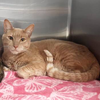 Domestic Short Hair Cats Available for Adoption in Spokane, Washington - Oscar | PetCurious