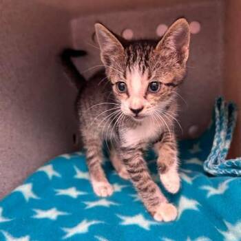Jerry 26-06-185 -  Domestic Short Hair Cat for Adoption in Bastrop, Texas - Jerry 26-06-185 | PetCurious