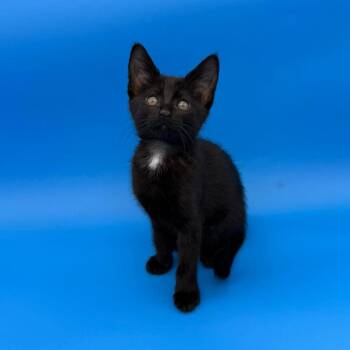Everly -  Domestic Short Hair Cat for Adoption in Plainfield, Illinois - Everly | PetCurious