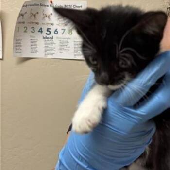 Calamity -  Domestic Short Hair Cat for Adoption in Tempe, Arizona - Calamity | PetCurious