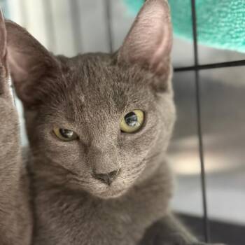 Diamond -  Domestic Short Hair Cat for Adoption in Casa Grande, Arizona - Diamond | PetCurious