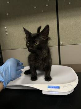 Domestic Short Hair Cats Available for Adoption in Las Vegas, Nevada - DEDO | PetCurious