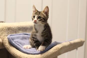 Taron -  Domestic Short Hair Cat for Adoption in Lethbridge, Alberta - Taron | PetCurious