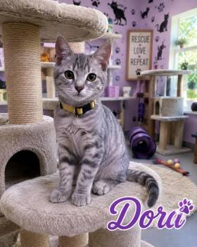 Dora -  Domestic Short Hair Cat for Adoption in Mountain Home, Arkansas - Dora | PetCurious