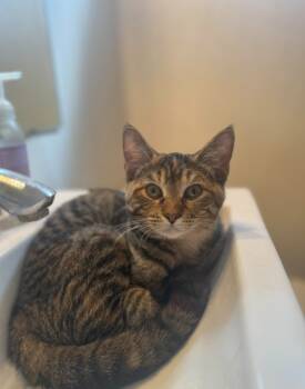 Rescue Domestic Medium Hair Cats for Adoption in Libertyville, Illinois - Auggie | PetCurious
