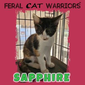 Rescue Domestic Medium Hair Cats for Adoption in Kingman, Arizona - Sapphire | PetCurious