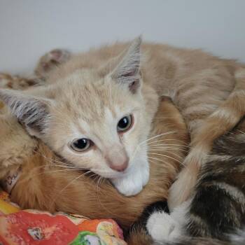Luey -  Domestic Short Hair Cat for Adoption in Hawthorne, California - Luey | PetCurious