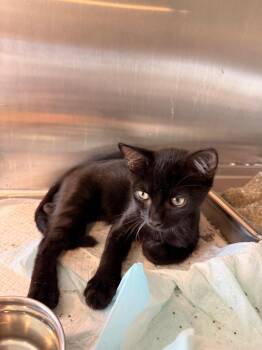 Sirius -  Domestic Short Hair Cat for Adoption in Nashville, Georgia - Sirius | PetCurious