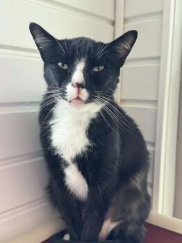 Ghostface -  Domestic Short Hair Cat for Adoption in Marion, Ohio - Ghostface | PetCurious