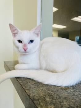 Sirius -  Domestic Short Hair Cat Available for Adoption in Ionia, Michigan - Sirius | PetCurious