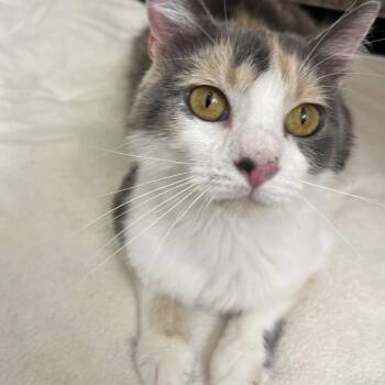 Patches -  Domestic Medium Hair Cat for Adoption in Overland Park, Kansas - Patches | PetCurious