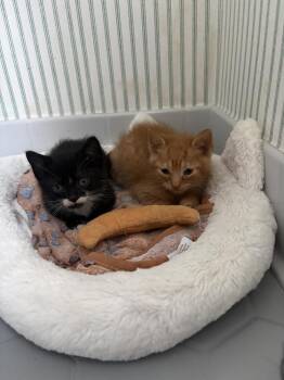 Domestic Medium Hair Cats Available for Adoption in Virginia Beach, Virginia - Nasi | PetCurious